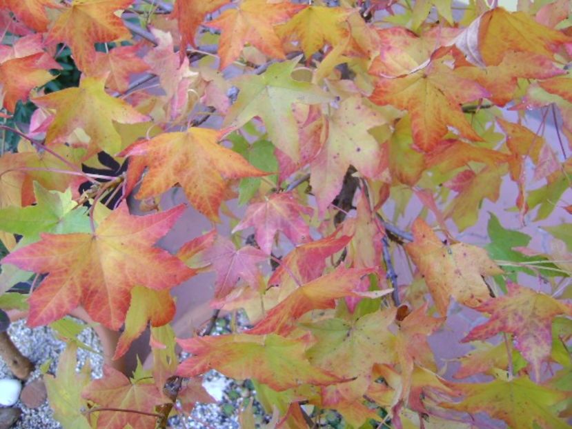 Liquidambar styraciflua - Toamna 2018-2019