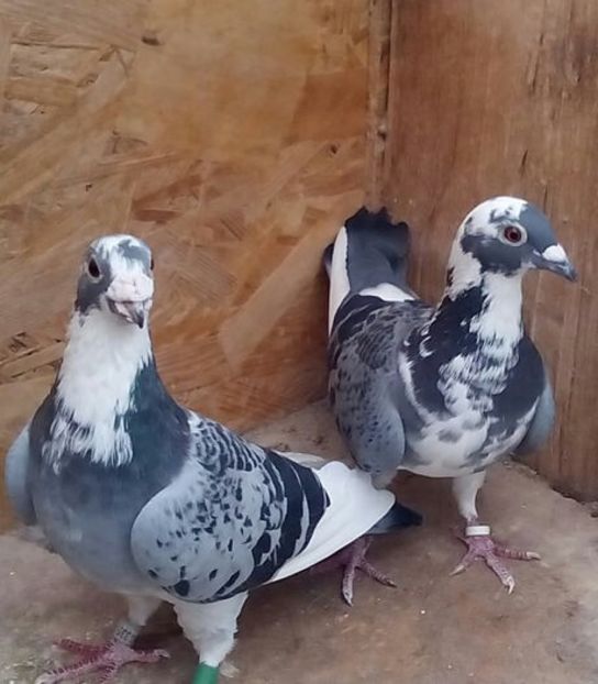 Părinți -Austrieci. - Vînzare 1