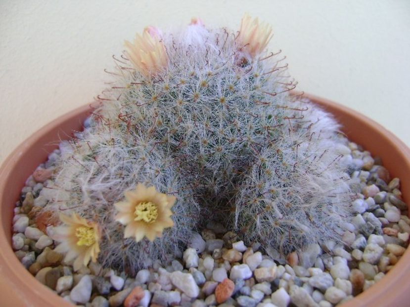 Mammillaria bocasana - Cactusi 2018 continuare