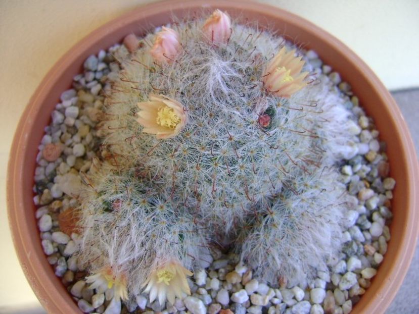 Mammillaria bocasana - Cactusi 2018 continuare