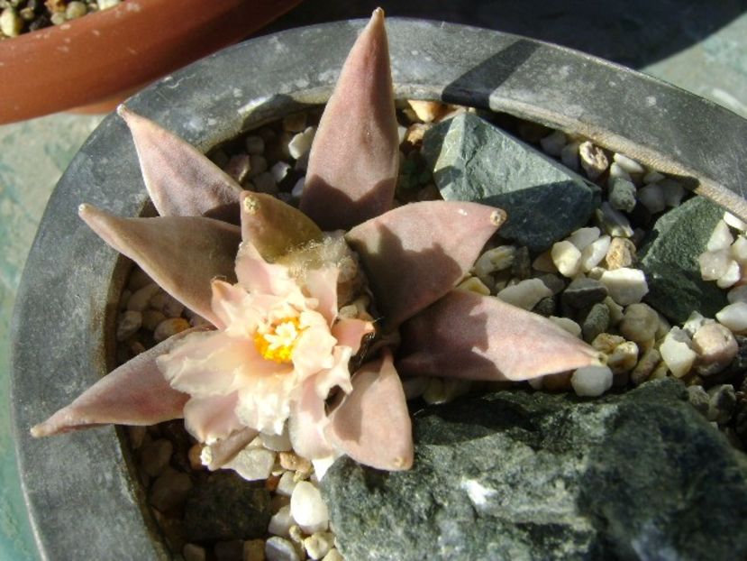 Ariocarpus retusus - Cactusi 2018 continuare