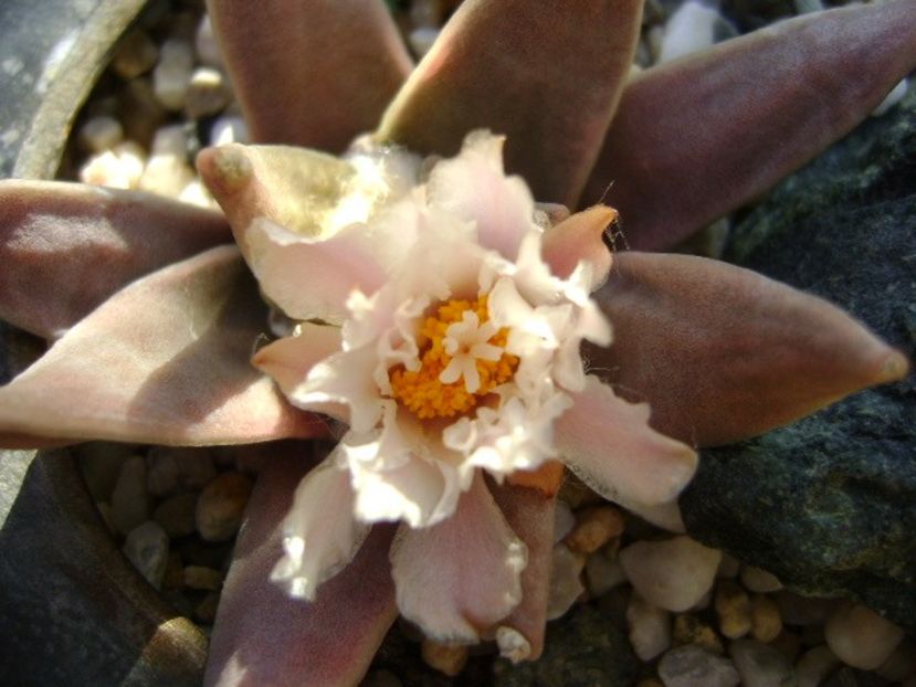 Ariocarpus retusus - Cactusi 2018 continuare