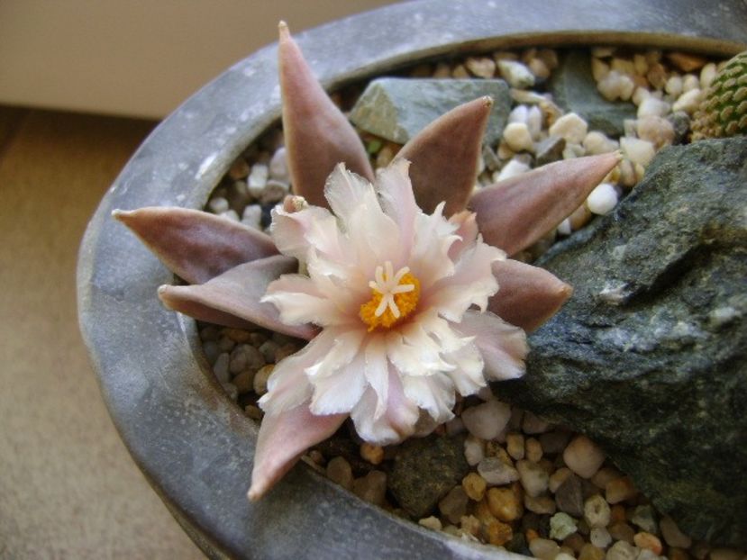Ariocarpus retusus - Cactusi 2018 continuare