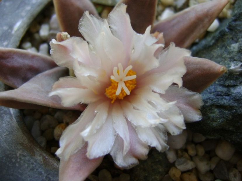 Ariocarpus retusus - Cactusi 2018 continuare