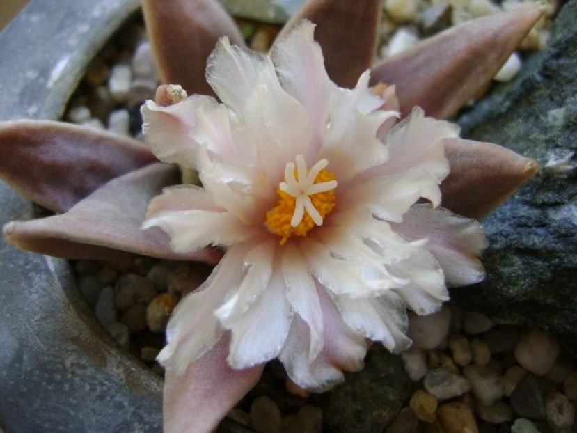 Ariocarpus retusus - Cactusi 2018 continuare
