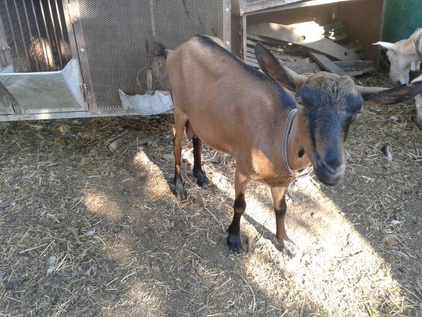 Fotografie0012 - b1---bambi ieduta mirelei din 29 08 2016