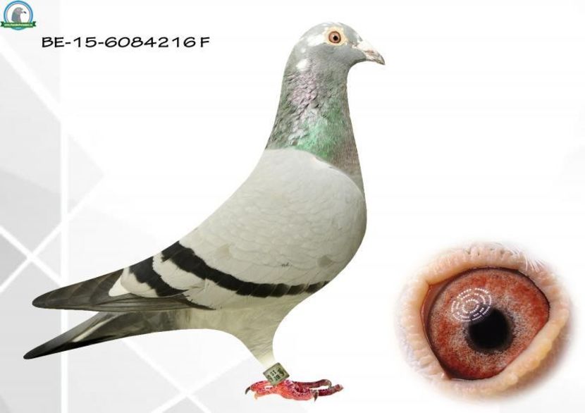 Heremans - Achizitii - 2018 - matca