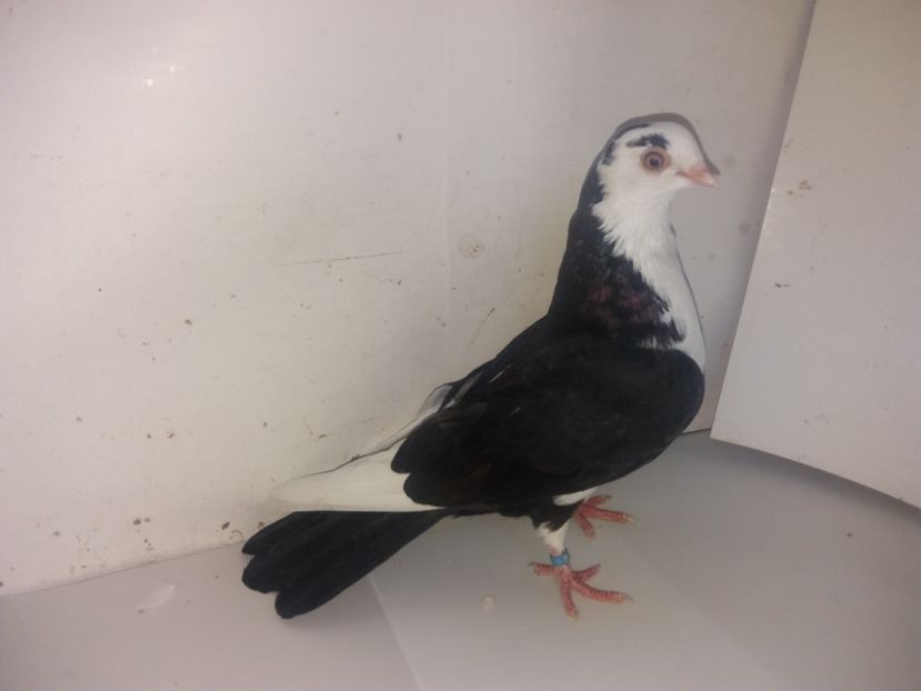 7139  femelă  2018 - Plecați ALBUM 2