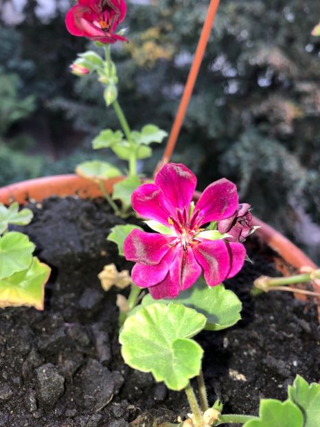  - FLORILE MELE 2018 nr 2