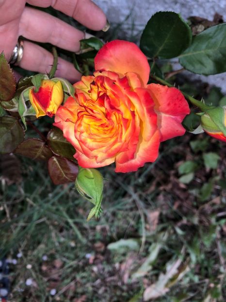  - FLORILE MELE 2018 nr 2