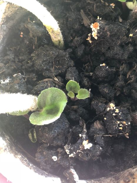  - FLORILE MELE 2018 nr 2