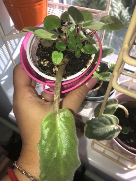  - FLORILE MELE 2018 nr 2