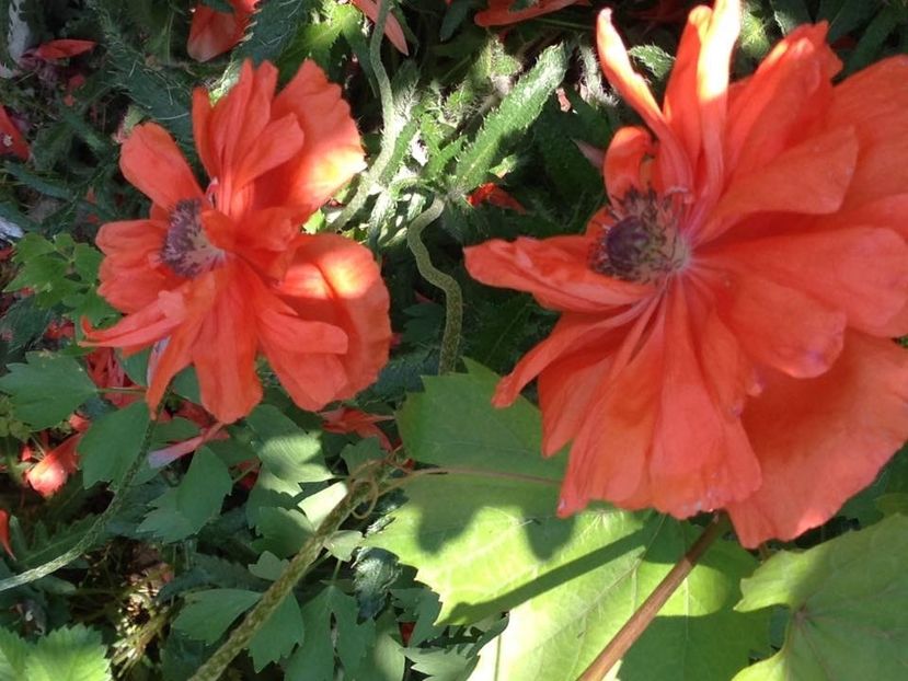  - FLORILE MELE 2018 nr 2