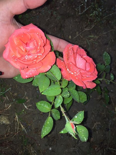  - FLORILE MELE 2018 nr 2