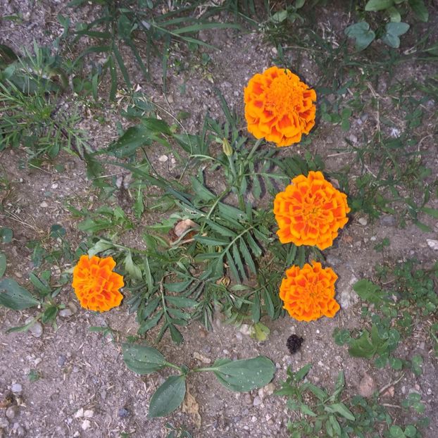 NUGP6453 - FLORILE MELE 2018 nr 2