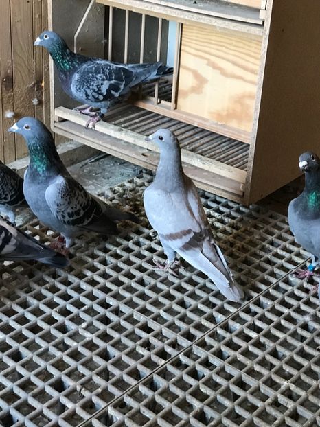 09335FE4-AE85-4116-BFFE-0ED0ABBDED46 - Achizitii porumbei 2018