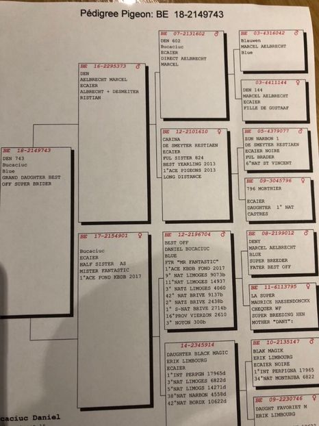 Ped albastru 2018 - Achizitii porumbei 2018