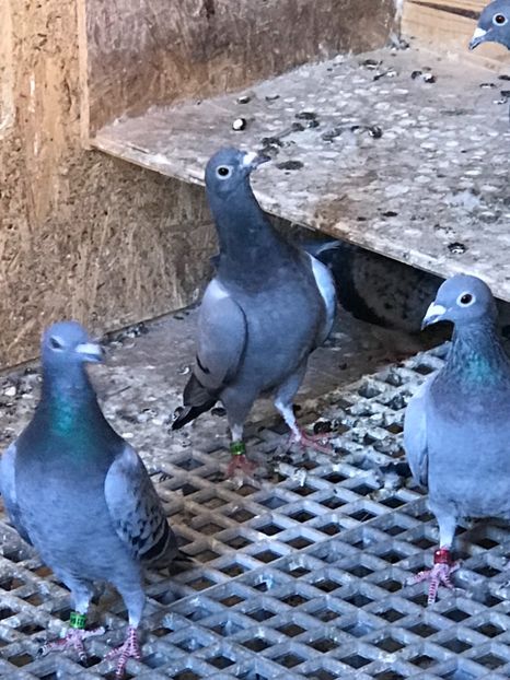 albastru 2018 - Achizitii porumbei 2018