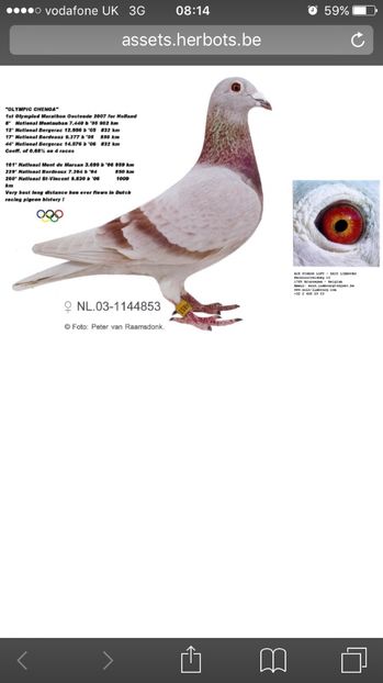 Bunica argintiu - Achizitii porumbei 2018