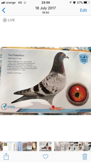 Drapa - Achizitii porumbei 2018