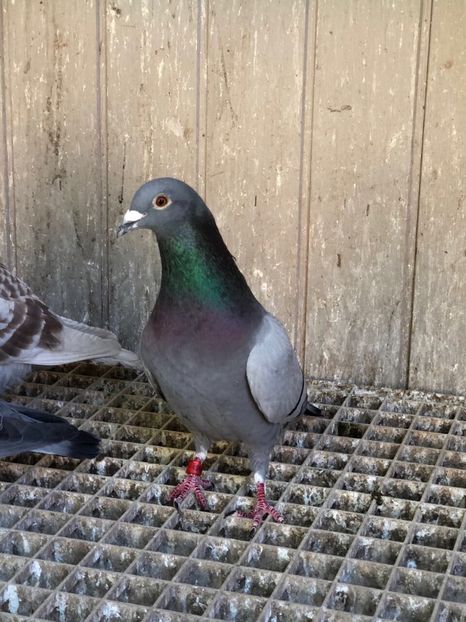 tot el - Achizitii porumbei 2018