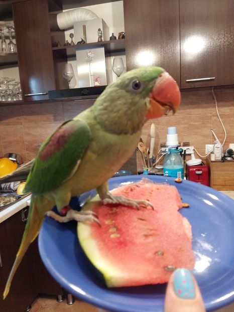  - Necuvântătoarele din familie