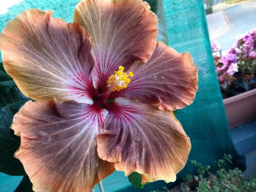  - Tahitian Brown Delight