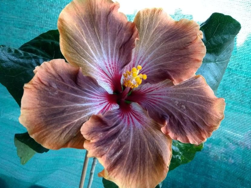  - Tahitian Brown Delight