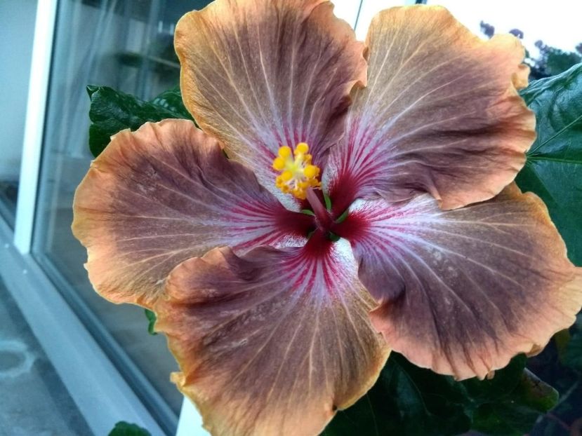  - Tahitian Brown Delight