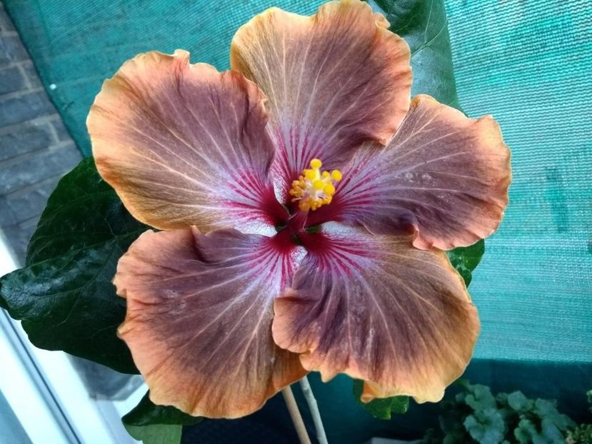 44235377_2107526139310131_4495802964648132608_n (1) - Tahitian Brown Delight