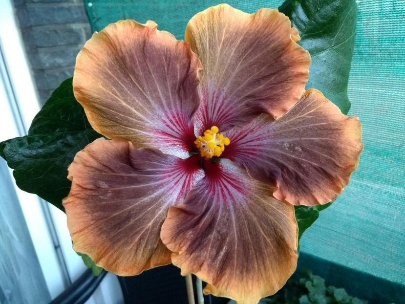  - Tahitian Brown Delight