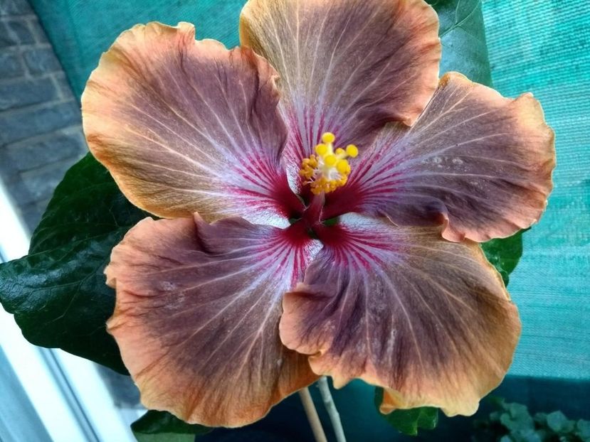  - Tahitian Brown Delight