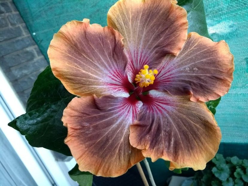  - Tahitian Brown Delight