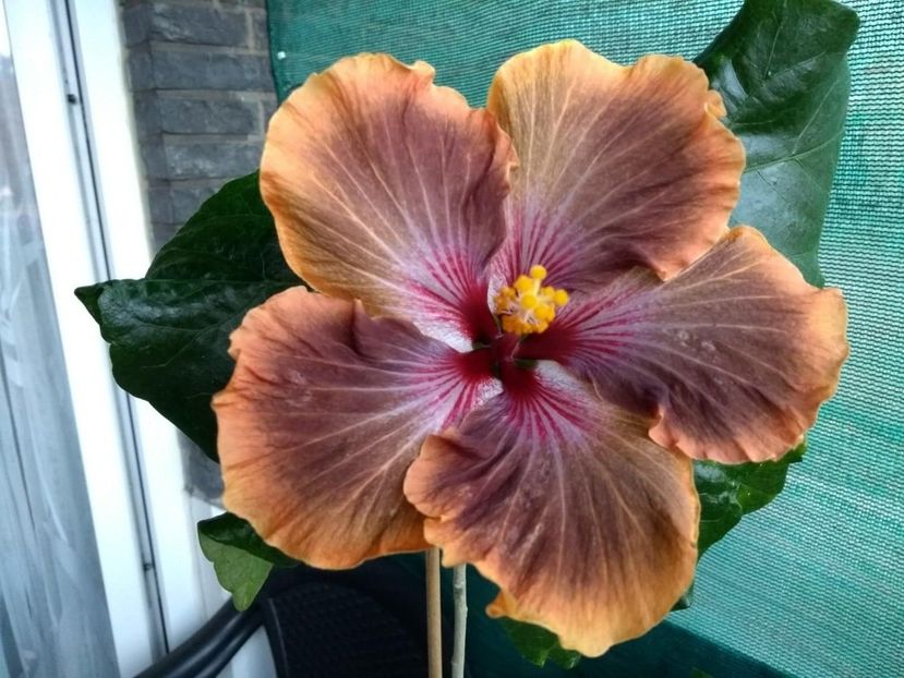  - Tahitian Brown Delight