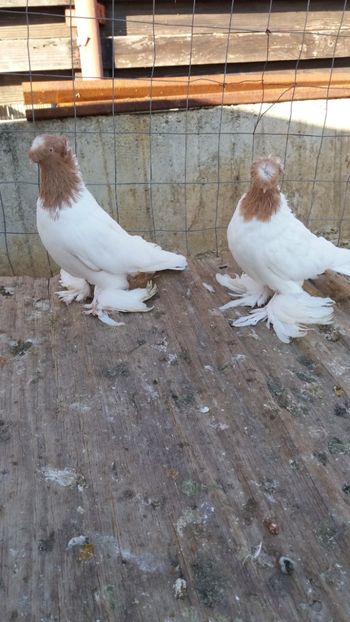 M 2015 F 2014 - JDB cap galben ros