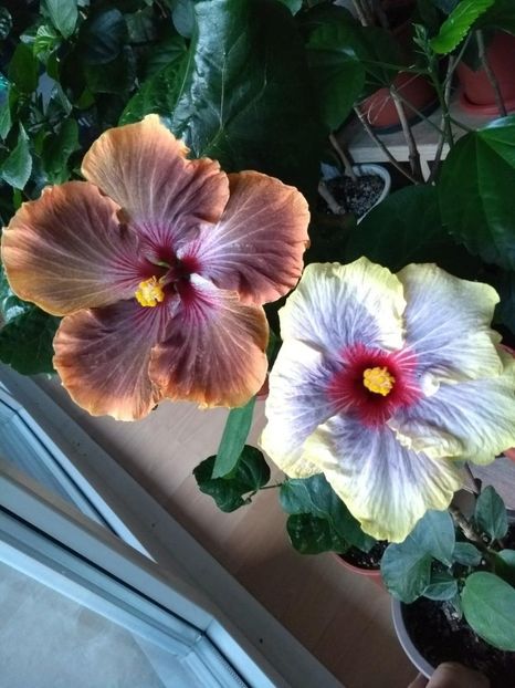  - 04Hibiscus