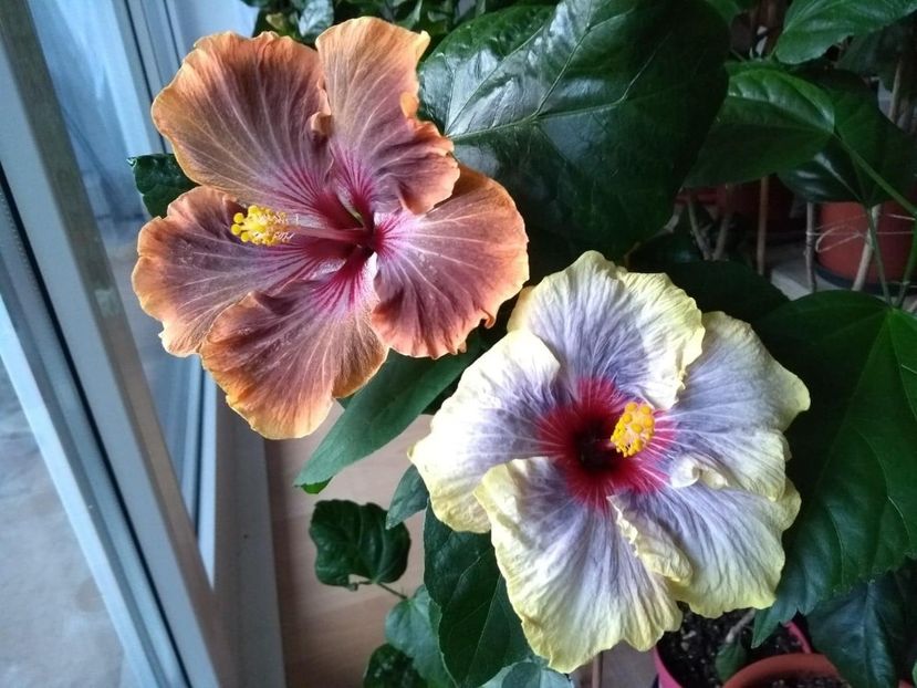  - 04Hibiscus
