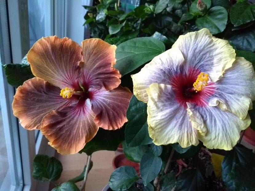  - 04Hibiscus