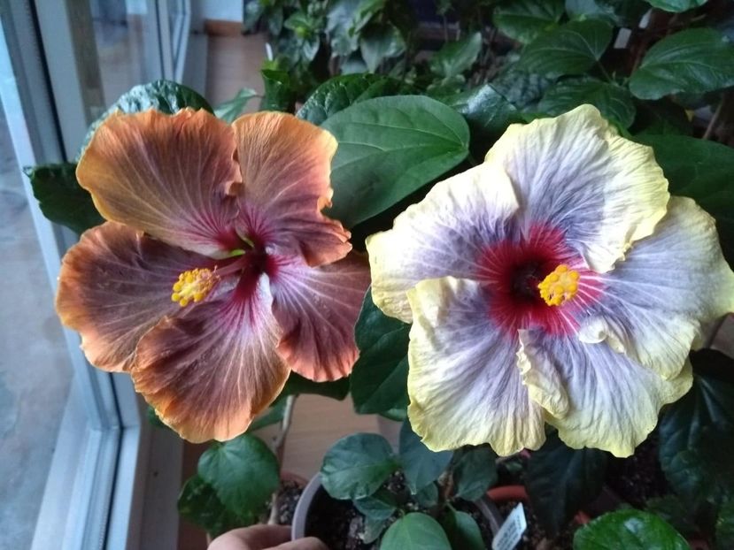  - 04Hibiscus
