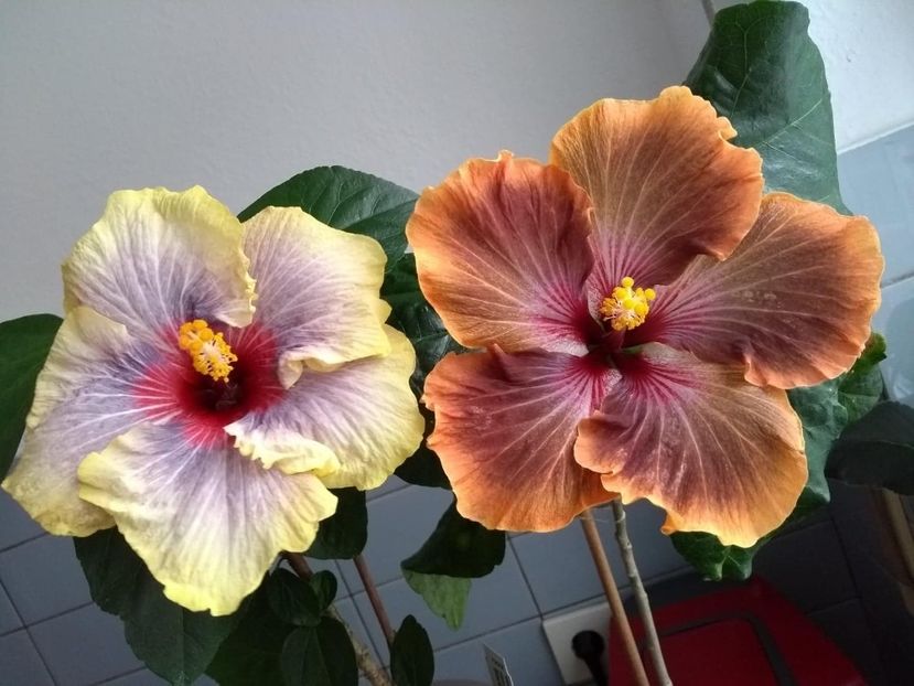  - 04Hibiscus