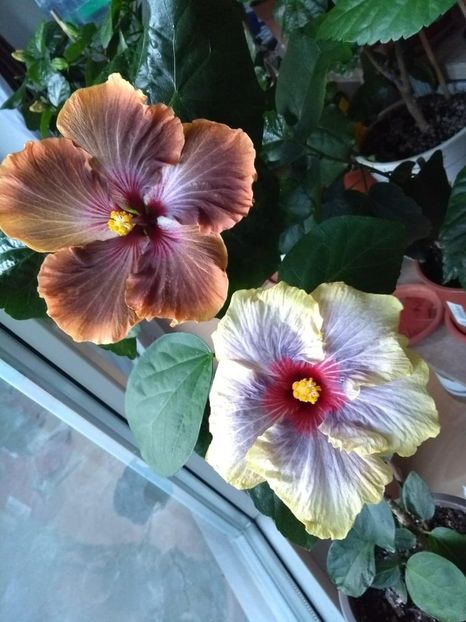  - 04Hibiscus