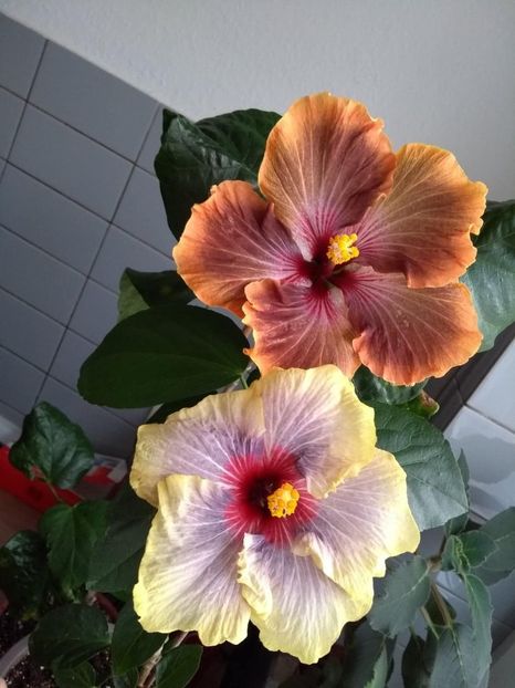  - 04Hibiscus