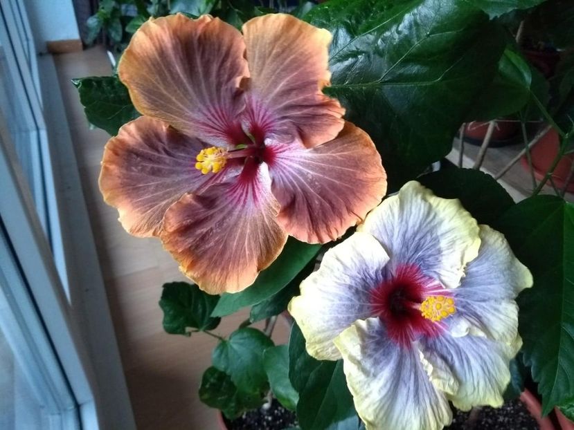  - 04Hibiscus