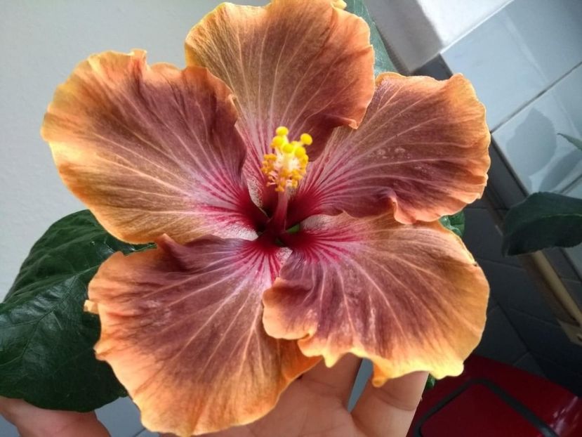  - Tahitian Brown Delight