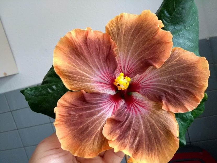  - Tahitian Brown Delight