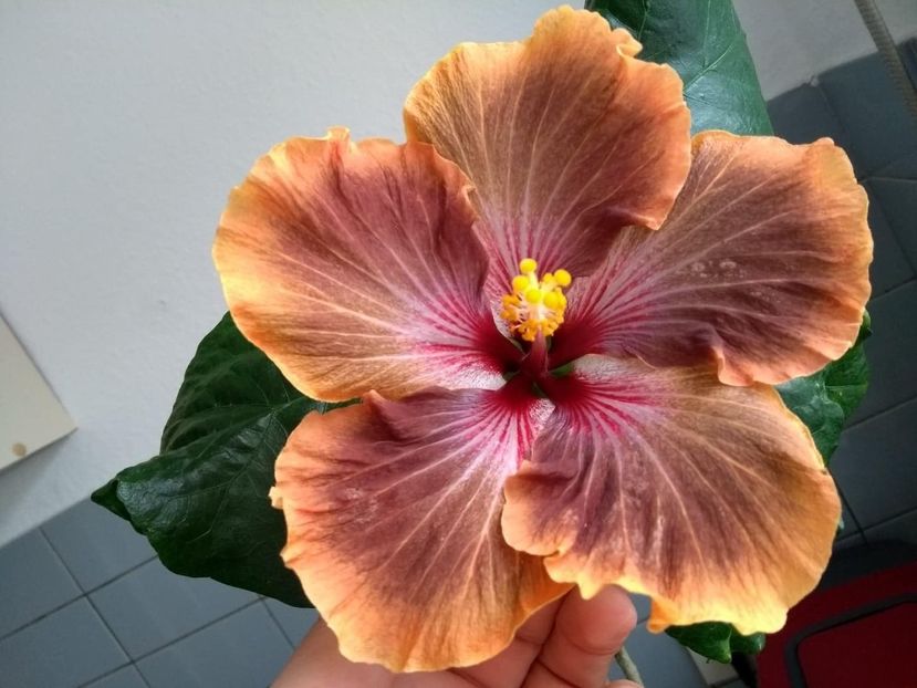  - Tahitian Brown Delight