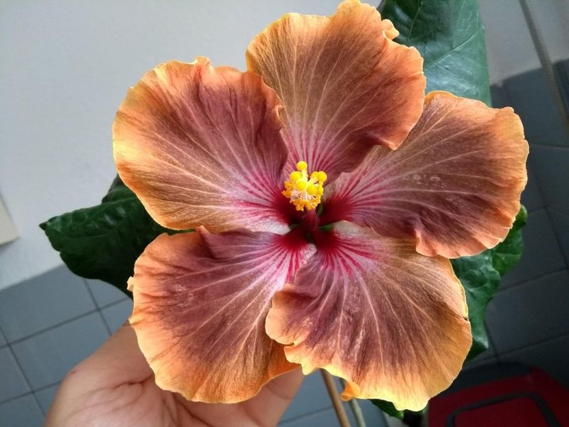  - Tahitian Brown Delight