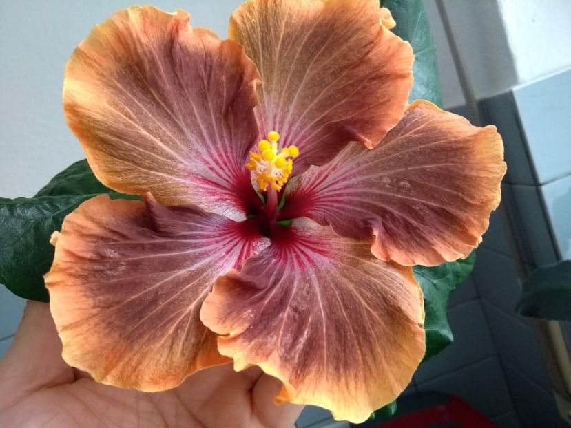  - Tahitian Brown Delight