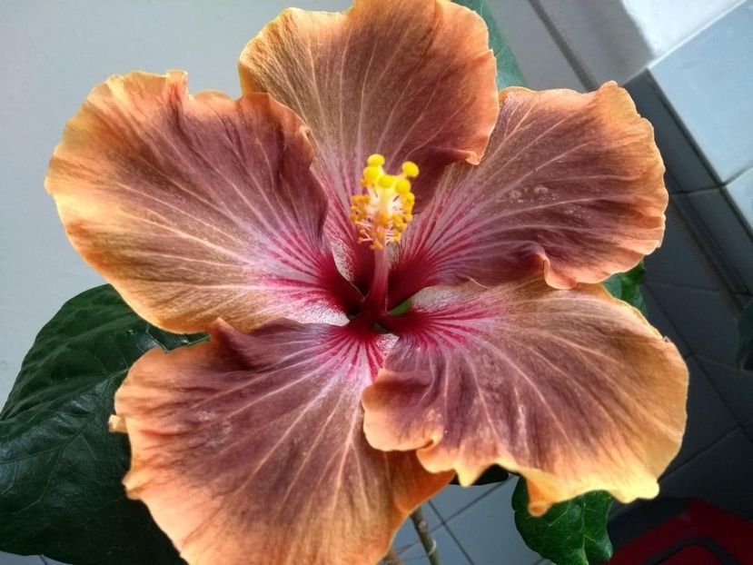  - Tahitian Brown Delight