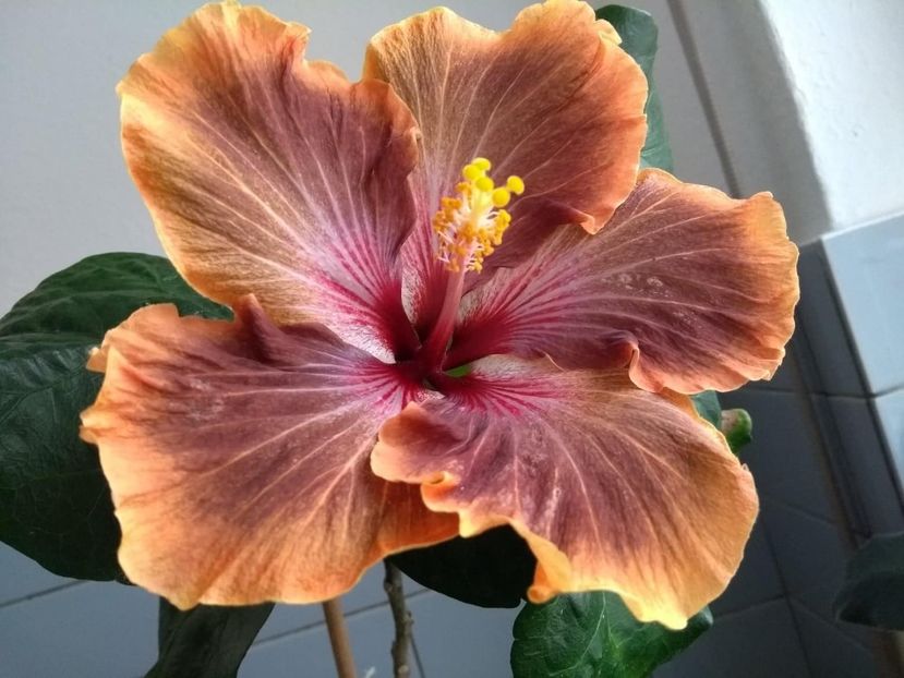  - Tahitian Brown Delight